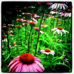 Purple coneflowers