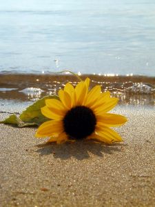 beached-sunflower