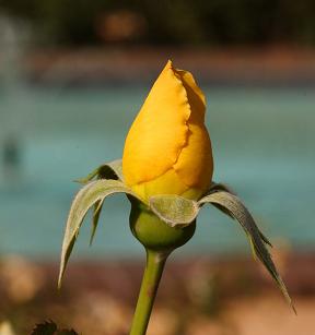 Yellow Rose