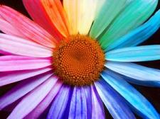 rainbow flower