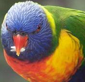 Questioning parrot