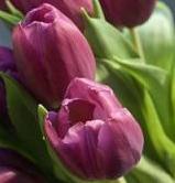 beautiful tulips