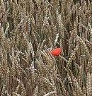 Poppy in the wheat