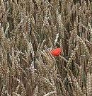 Poppy in the wheat