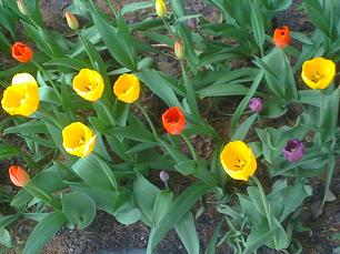 ‘tulips in Chicago 04-25-08