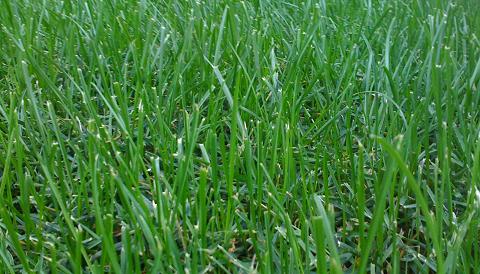 Grass-is-greener-Liz-Strauss-photo