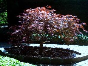 Japanese_maple_by_Liz_Strauss