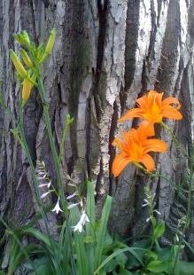Orange-lilies-by-the-tree_by_Liz_Strauss