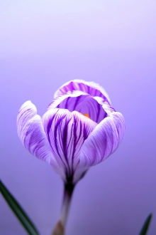 crocus