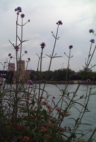 Flowers_by_the_river_by_Liz_Strauss