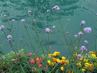 flowers_floating_over_the_river_by_liz_strauss.jpg