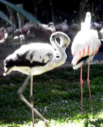 South_American_Flamingos_by_etstrauss