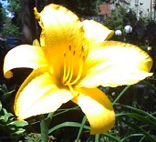 Yellow_Lily_by_Liz_Strauss