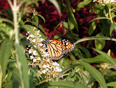 monarch_and_flower