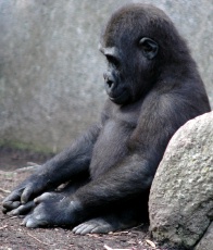 Gorilla_from_sxc.hu