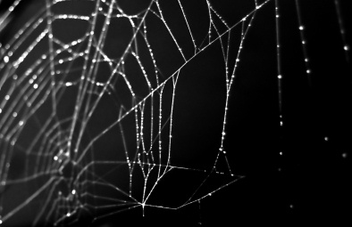 spider web