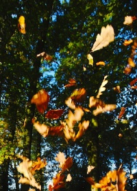 falling_leaves