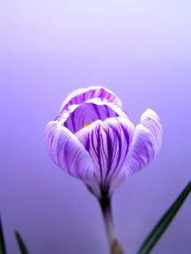 crocus