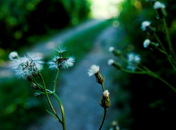 curiosity_by_the_side_of_the_road