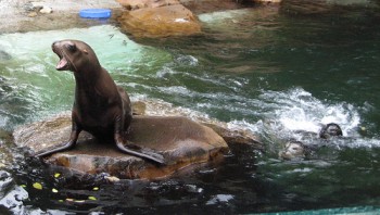 sealion