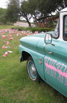 pinkflamingoes_cogdogblog-2