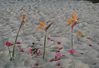 memorialgarden0610 memorialgarden0610