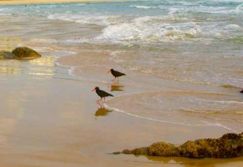 oystercatchers