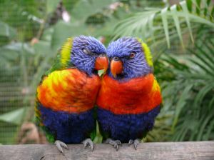 1066842_parrots_in_love