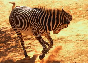 850676_bucking_zebra