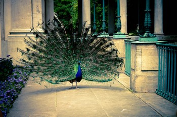 peacock1 peacock1