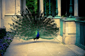 peacock1