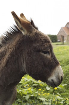 closeup_donkey