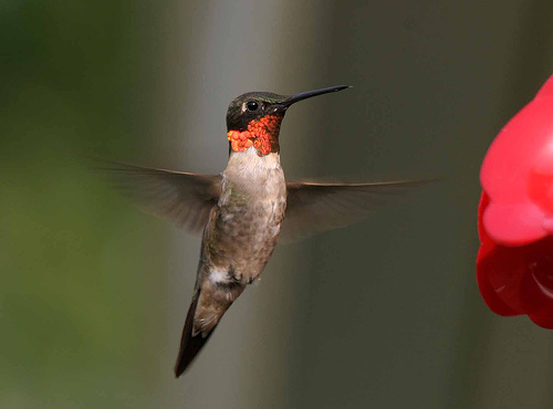 Google's hummingbird algorithm change
