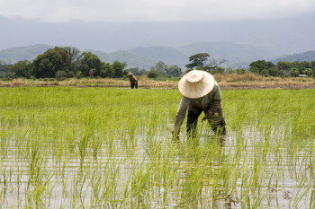 rice paddy