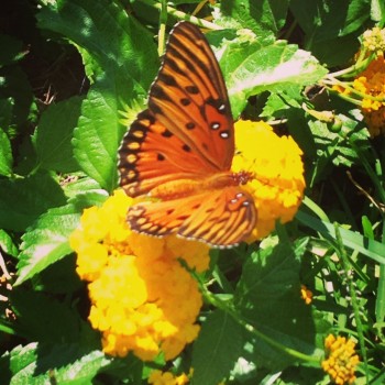Beautiful butterfly image