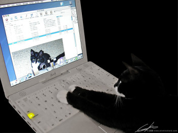 Cat typing on laptop