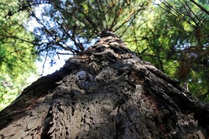 huge redwood tree