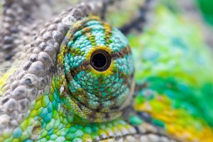 chameleon eye closeup
